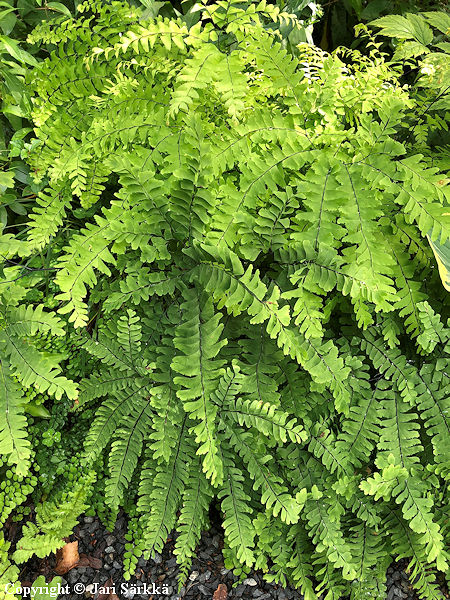 Adiantum pedatum var. aleuticum 'Imbricatum', tarha-adiantumi